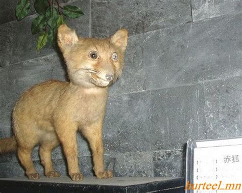 29 Hilarous Taxidermy Fails Gallery Ebaums World