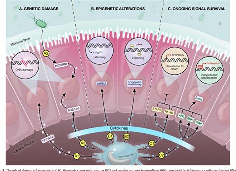 Figure From Microbiome And Colorectal Cancer Unraveling Host