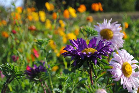 Fascination Of Plants Day P Campus S Vitenparken