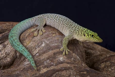 Standing S Day Gecko Phelsuma Standingi Stock Photo Image Of