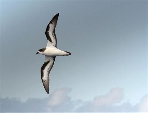 The Bermuda Petrel BPOTY And The Bermuda Audubon Society Bird