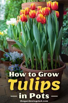 How To Grow Tulips For Beginners