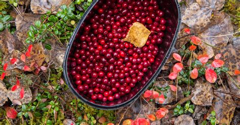 Creative Cranberry Recipes to Make for the Holidays