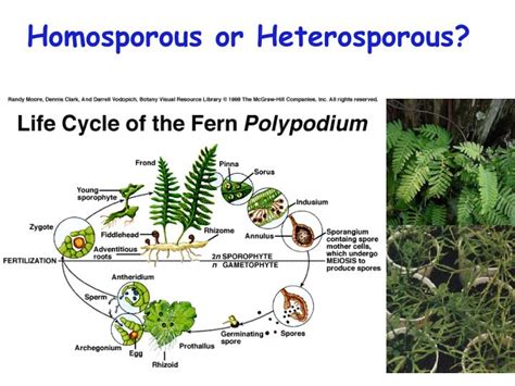 PPT - Plants & Life Cycles PowerPoint Presentation - ID:6580360