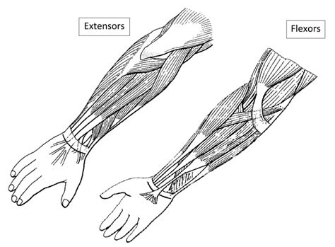 extensors  flexors   forarm diagram quizlet