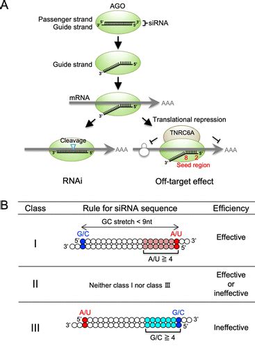 SiRNA Drugs Synbio Technologies 42 OFF Pinnaxis