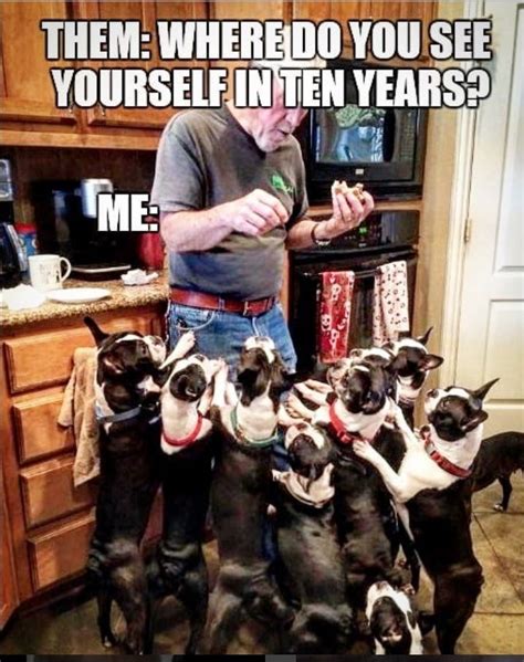 Where do you see yourself in 10 years? | Boston terrier dog, Boston ...