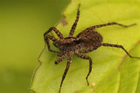 Closeup Of A Wolf Spider Pardosa Sitting On A Green Leaf Stock Image