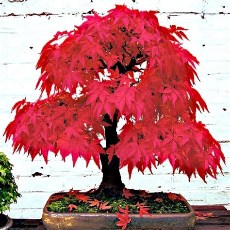 10 Red Japanese Maple Tree Seeds Palmatum Atropurpureum Cold Hardy Bonsai Plant Rockets Garden