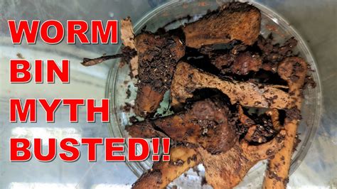 Worm Farm Myth Busted Worms Do Eat Meat Youtube