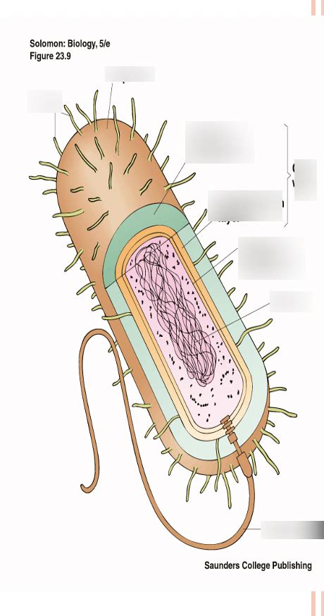 Prokaryote Diagram Diagram Quizlet