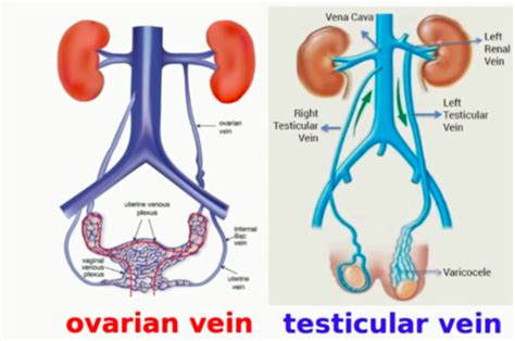 Exam Renal Endocrine Reproductive Flashcards Quizlet