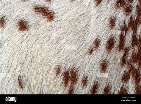 Cow Hide Pattern Or Texture Stock Photo Alamy