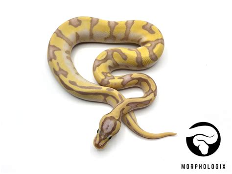 Od Enchi Banana Firefly Het Pied Poss Yb Ball Python By Morphologix Llc Morphmarket