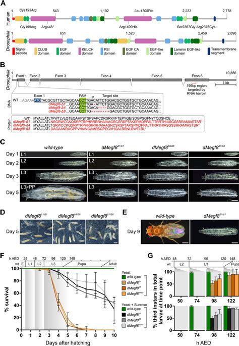 Domain Organisation Of The Human MEGF8 And Drosophila DMegf8 Proteins