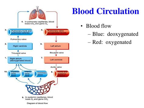 Ppt The Cardiovascular System Powerpoint Presentation Free Download