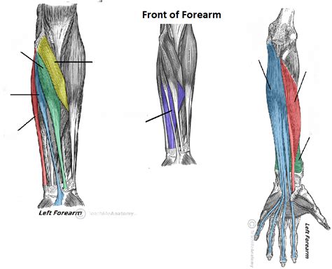 Anatomy Anterior Compartment Forearm Diagram Quizlet