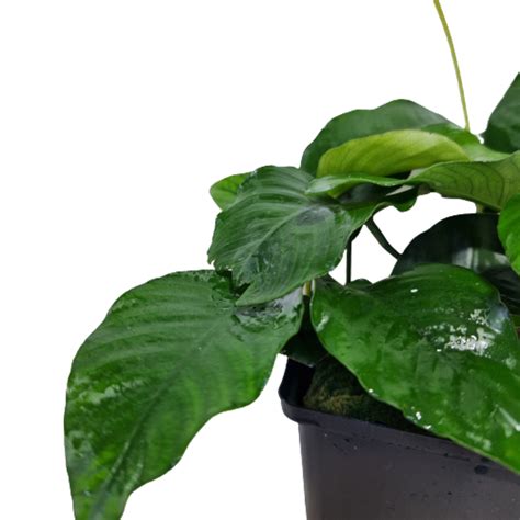 Anubias Nana Moederplant Van Hoge Kwaliteit Kopen Aquania Aquania