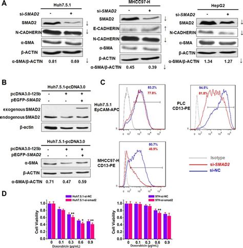 Mir B Attenuates Emt Chemoresistance And Csc Generation By