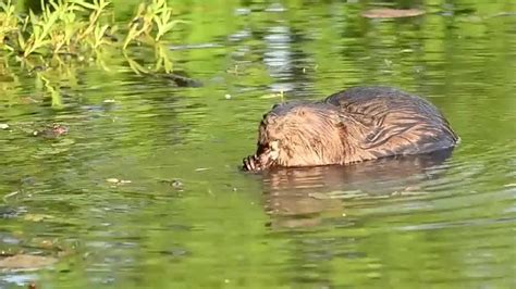 Beaver | Habitat, Size, & Facts. | Britannica