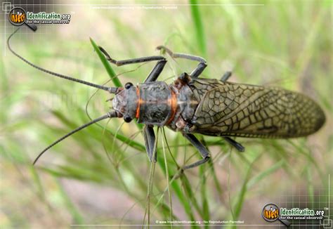 Giant Stonefly - Bug Scientific Name, Characteristics, Classification ...