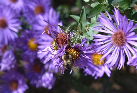 Eastern Bumble Bee and Spotted Cucumber Beetle sharing some Aromatic