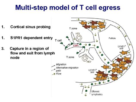 Homing And Inflammation Micro 204 Molecular And Cellular