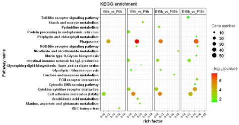 Kegg Enrichment Analysis Scatter Plot Representing Pathways Of