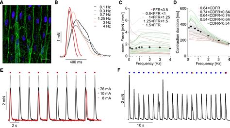 Detecting side effects of new drugs on the heart more efficiently