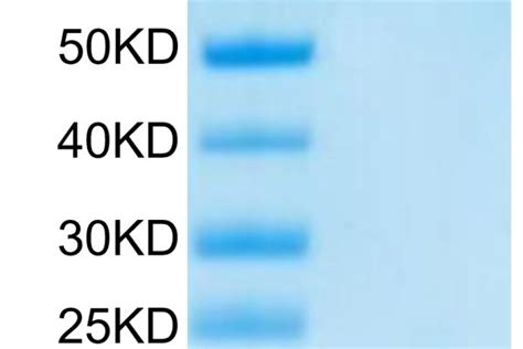 Fitc Labeled Human Egfr Her Protein Accession P Watson