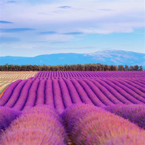 Lavender Field At Dusk 3 By Mammuth