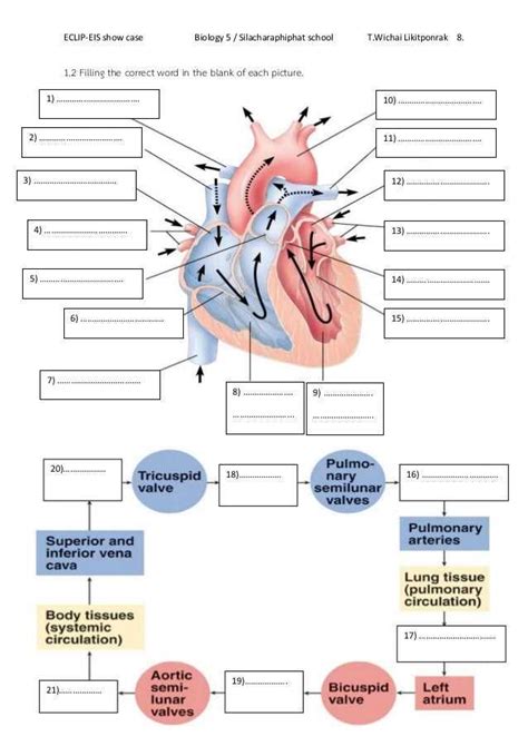 Diagram of the heart worksheet