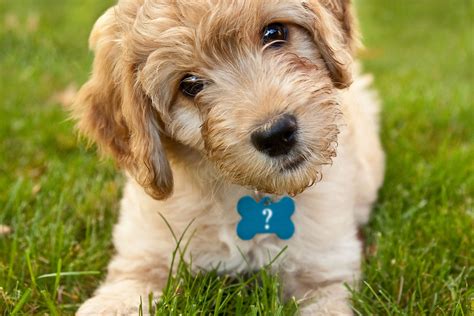 What Are Good Names For Puppies