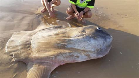 Encuentran un pez luna gigante en una playa del sur de Australia - La ...