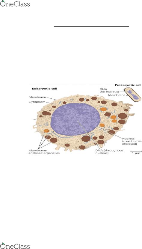 BIOL 102 Final Exam Guide Comprehensive Notes For The Exam 37