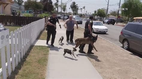 How Do Police Dogs Know Who To Attack