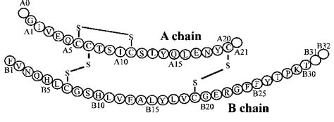 Insulin Primary Structure