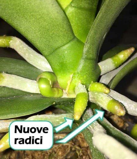 Come Rinvasare Le Orchidee In 9 Semplici Passaggi Rinvaso Orchidea