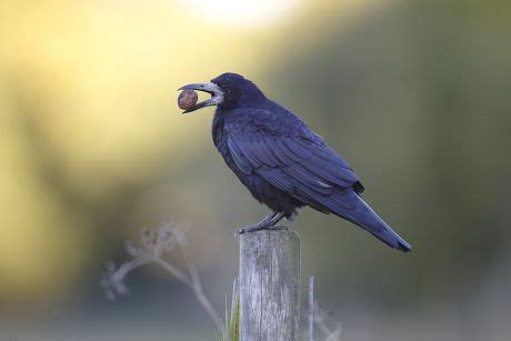 250 Eating crow Stock Pictures, Editorial Images and Stock Photos | Shutterstock