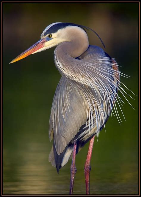 Great Blue Heron Ardea Herodias N America C America Caribbean