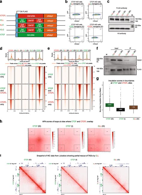 The N Terminus Of Ctcf Interacts With Rad21 A Schematic Showing The Download Scientific