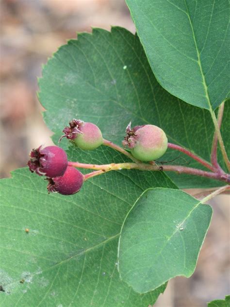 Amelanchier Alnifolia Nutt Nutt Ex M Roem Flora Orientalis