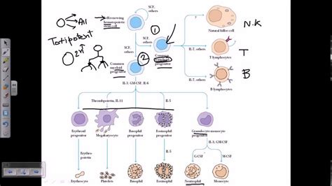 Progenitor Cells YouTube