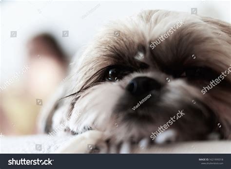 Muzzle Shih Tzu Dog Shih Tzu Stock Photo 1621999318 Shutterstock