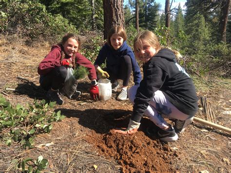 Tahoe Vista Community Sugar Pine Planting - Take Care