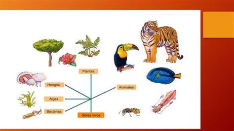 Diversidad De Organismos