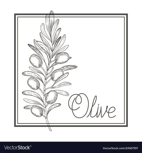 Olive flower drawing isolated icon Royalty Free Vector Image