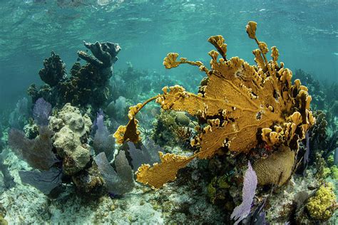 A Colorful Coral Reef Full Photograph By Ethan Daniels Fine Art America