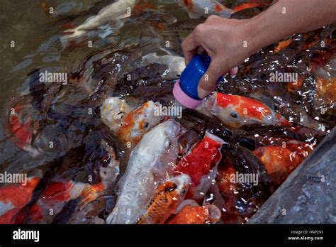 Hand feeding fish. Koi Carp feeding from a baby bottle. Koi fish ...