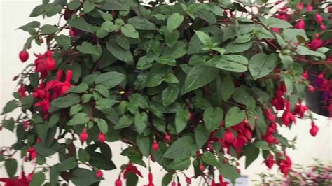 Marinka - Fuchsia - YouTube